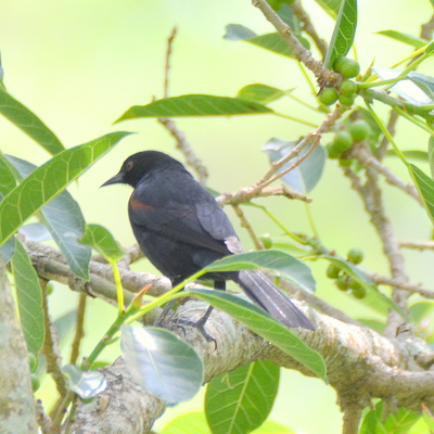 Variable Oriole (2)